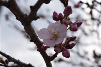 s-DSC_1230