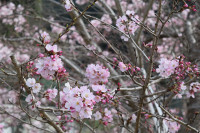 s-DSC_1234